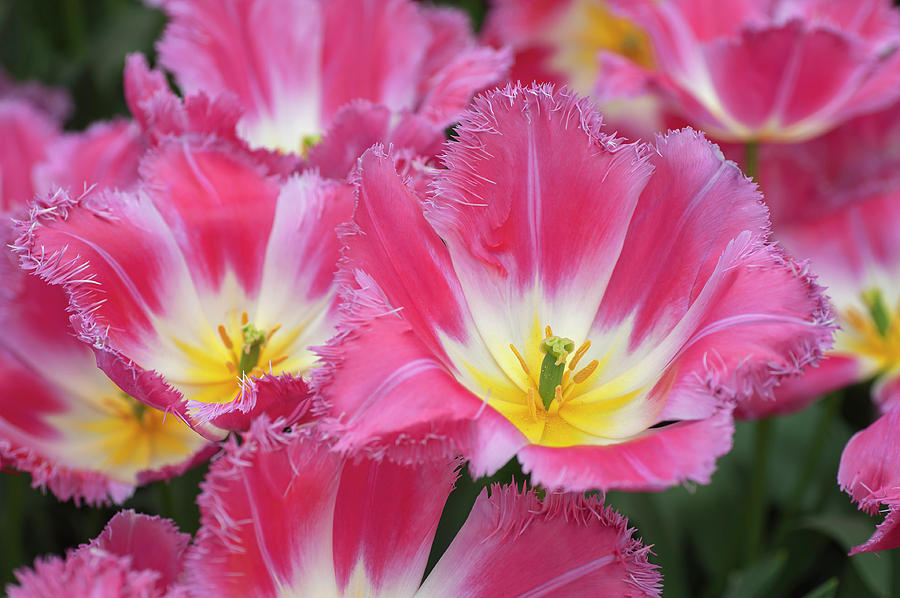 Flower Power. Fringed Tulipa Auxerre CloseUp Photograph by Jenny Rainbow