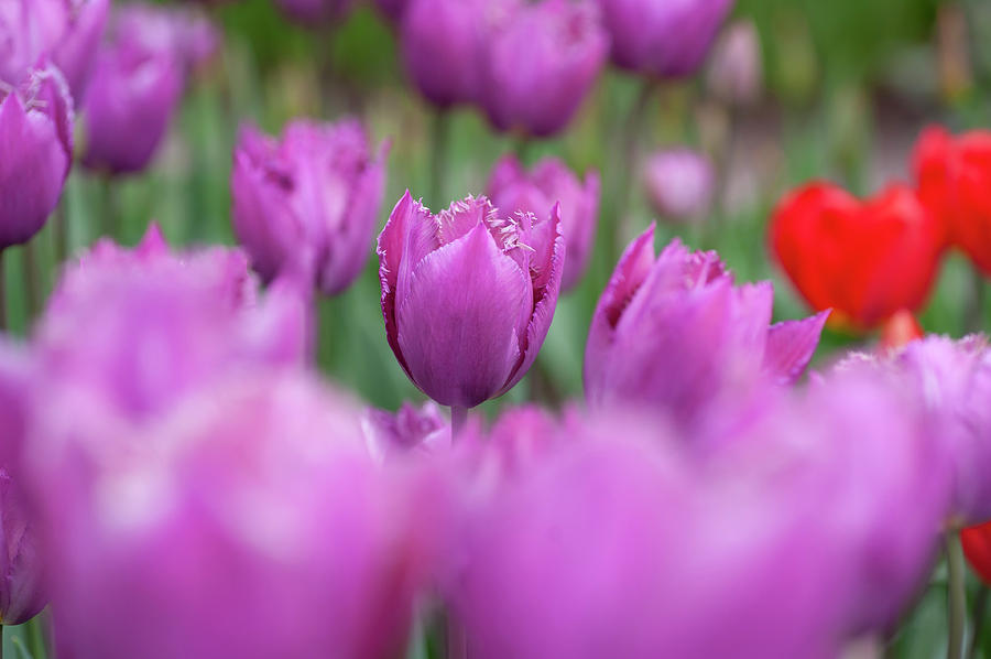 Flower Power. Fringed Tulipa Talitha Photograph by Jenny Rainbow