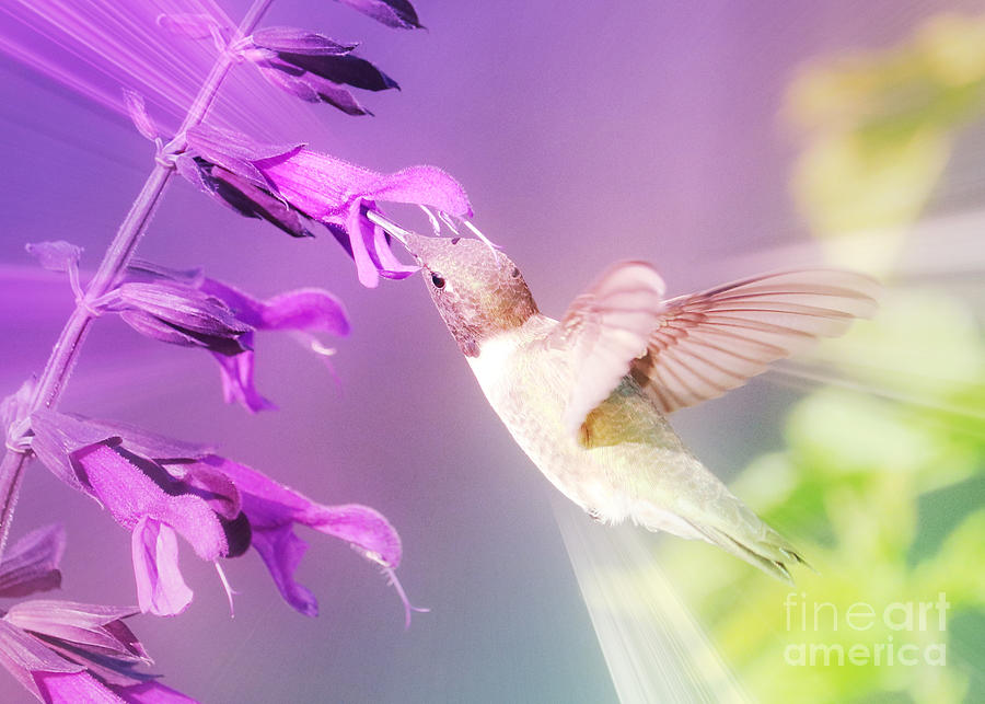 Flower Power Hummingbird 1 Photograph by Carol Groenen