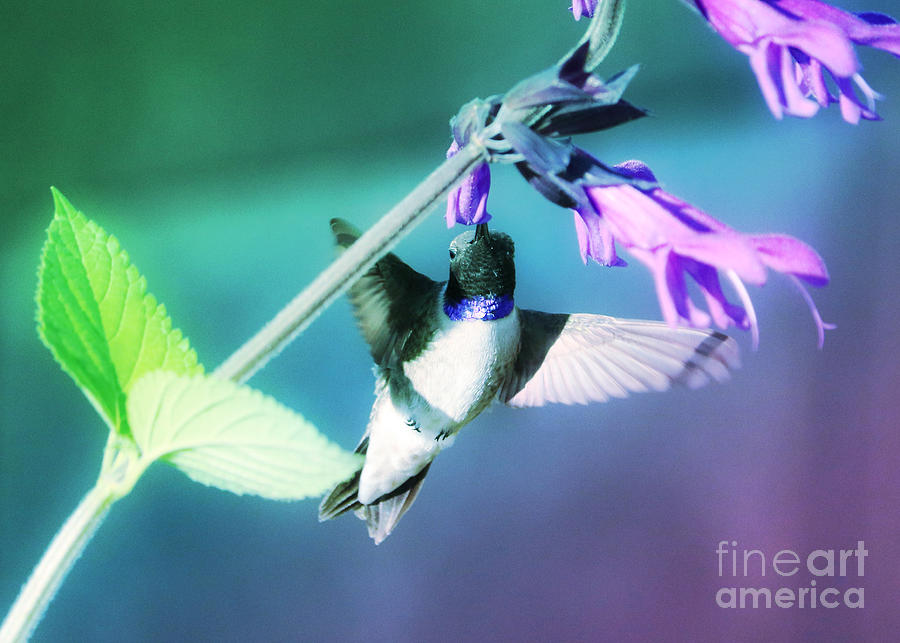 Flower Power Hummingbird 2 Photograph by Carol Groenen