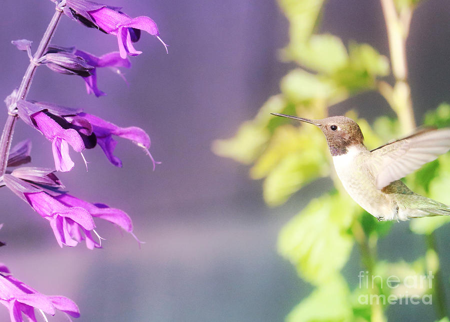 Flower Power Hummingbird 3 Photograph by Carol Groenen