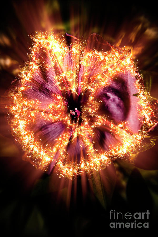 Flower power Photograph by Jorgo Photography