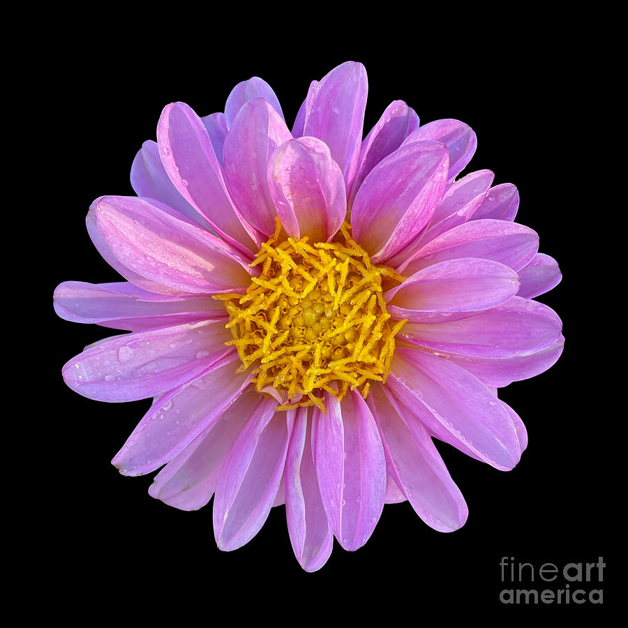Flower Power - Pink Dahlia  Photograph by Carol Groenen