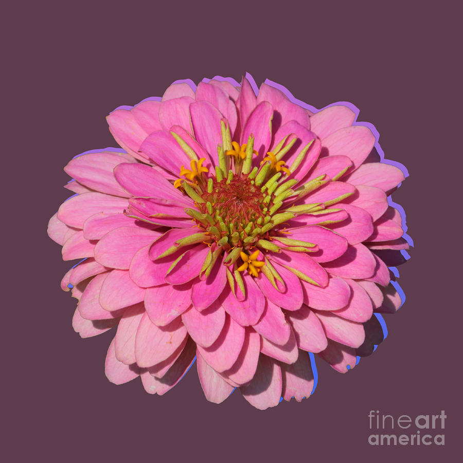 Flower Power - Pink Zinnia Photograph by Carol Groenen