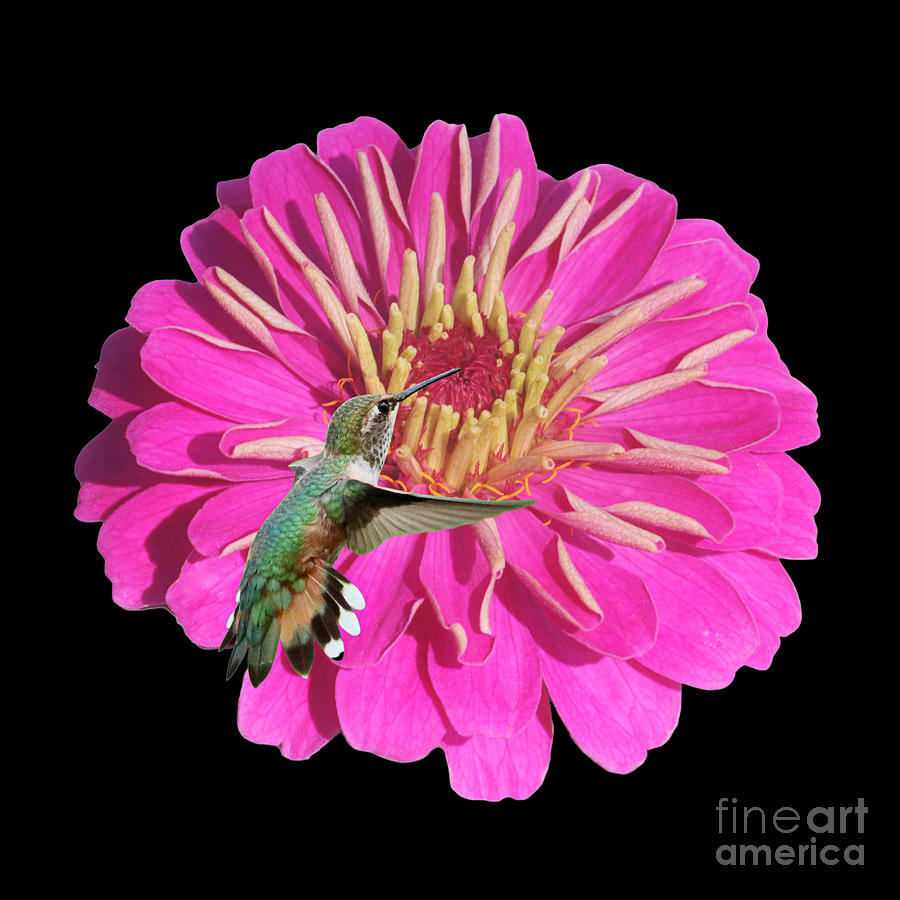 Flower Power - Pink Zinnia with Hummingbird Photograph by Carol Groenen
