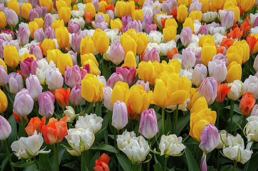 Flower Power. Sunny and Vivid Tulips Collection Photograph by Jenny Rainbow