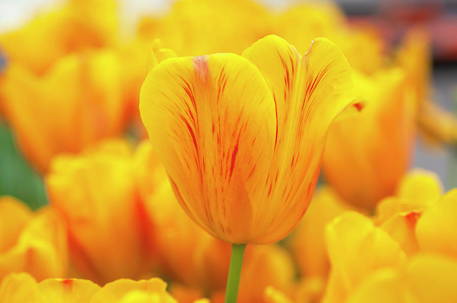Flower Power. Triumph Tulip Jannekes Orange Photograph by Jenny Rainbow
