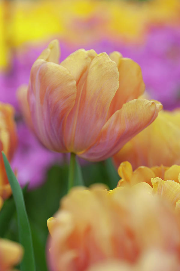 Flower Power. Triumph Tulip Orange Legion 1 Photograph by Jenny Rainbow