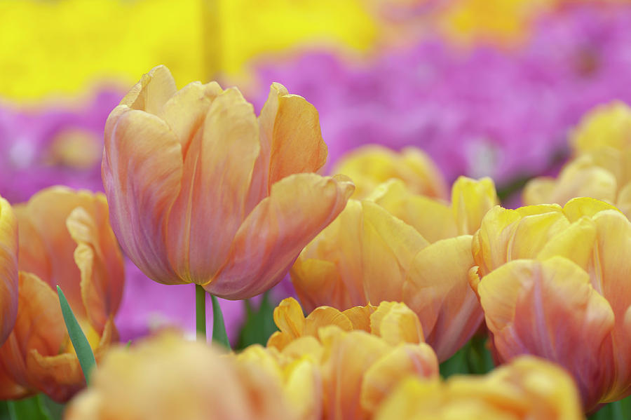 Flower Power. Triumph Tulip Orange Legion Photograph by Jenny Rainbow