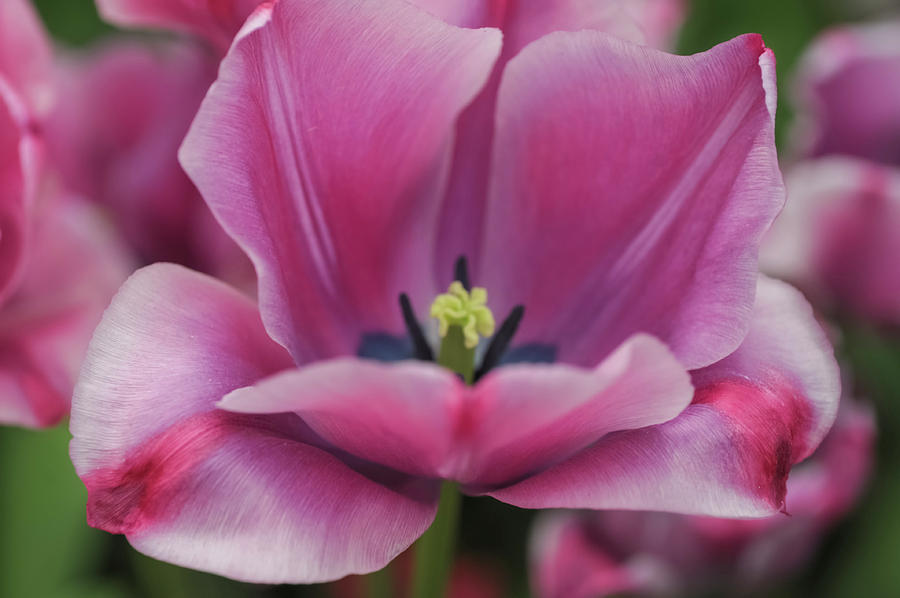 Flower Power. Triumph Tulip Rousillion Photograph by Jenny Rainbow
