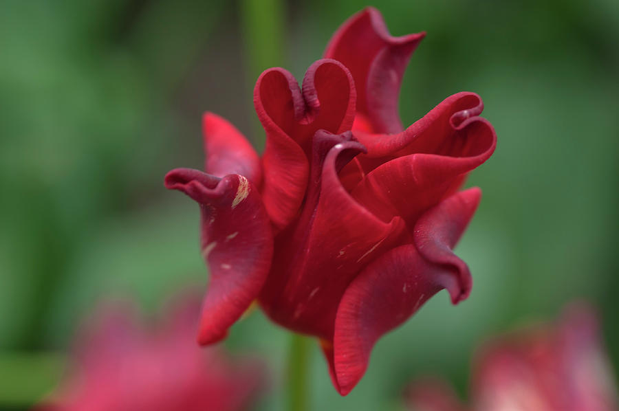 Flower Power. Triumph Tulip Striped Crown CloseUp Photograph by Jenny Rainbow
