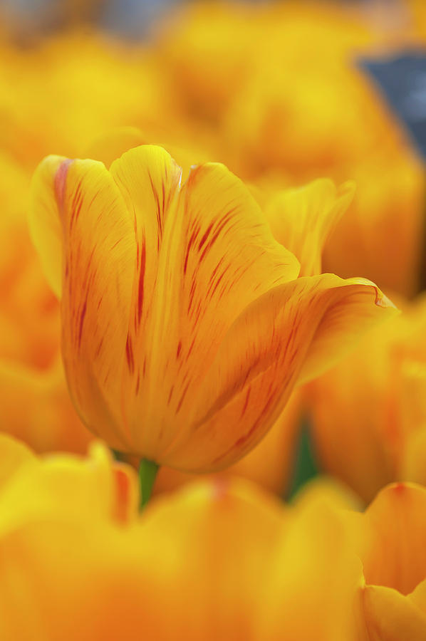 Flower Power. Triumph Tulipa Jannekes Orange Photograph by Jenny Rainbow