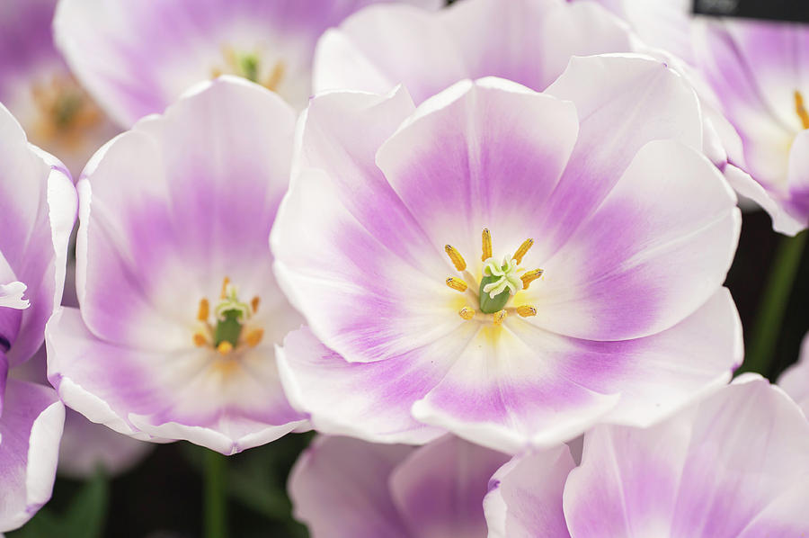 Flower Power. Triumph Tulipa Librije 1 Photograph by Jenny Rainbow