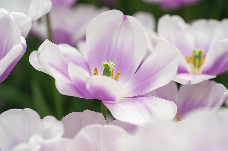 Flower Power. Triumph Tulipa Librije 3 Photograph by Jenny Rainbow