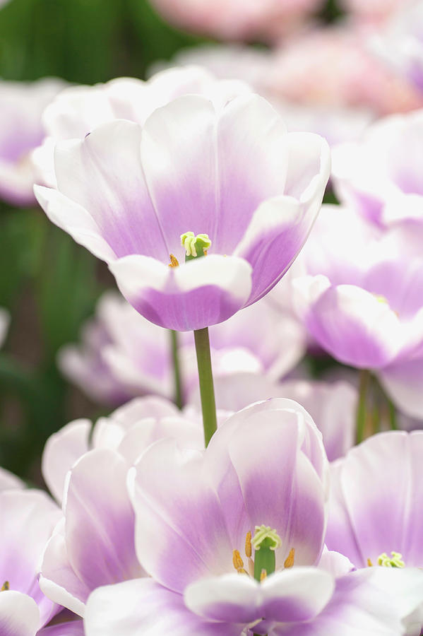 Flower Power. Triumph Tulipa Librije 4 Photograph by Jenny Rainbow