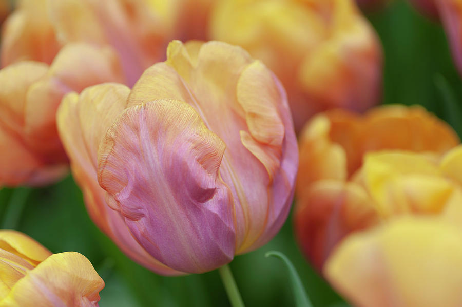 Flower Power. Triumph Tulipa Orange Legion 1 Photograph by Jenny Rainbow