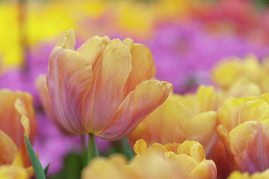 Flower Power. Triumph Tulipa Orange Legion Photograph by Jenny Rainbow