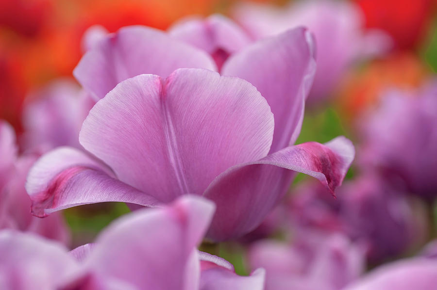 Flower Power. Triumph Tulipa Rousillion CloseUp Photograph by Jenny Rainbow
