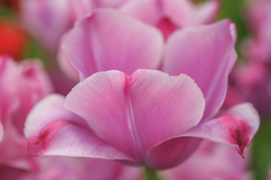 Flower Power. Triumph Tulipa Rousillion Photograph by Jenny Rainbow