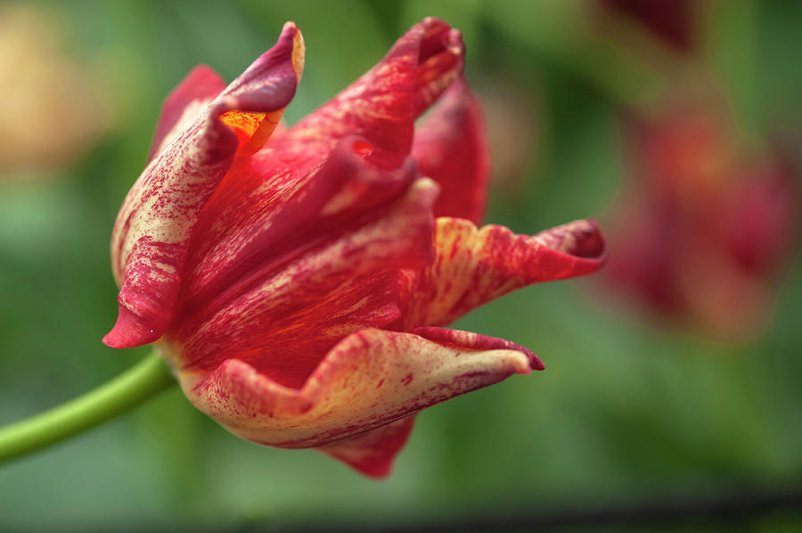 Flower Power. Triumph Tulipa Striped Crown Photograph by Jenny Rainbow