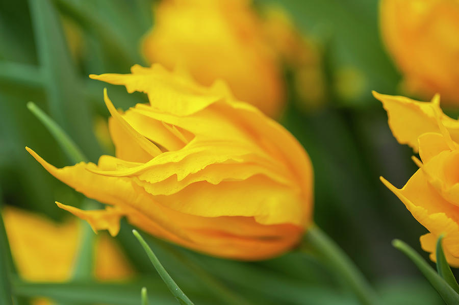 Flower Power. Triumph Tulipa Yellow Fire Photograph by Jenny Rainbow