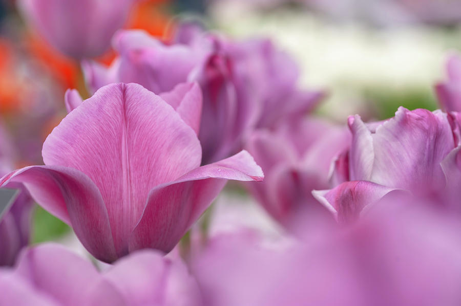 Flower Power. Triumph Tulips Rousillion Photograph by Jenny Rainbow