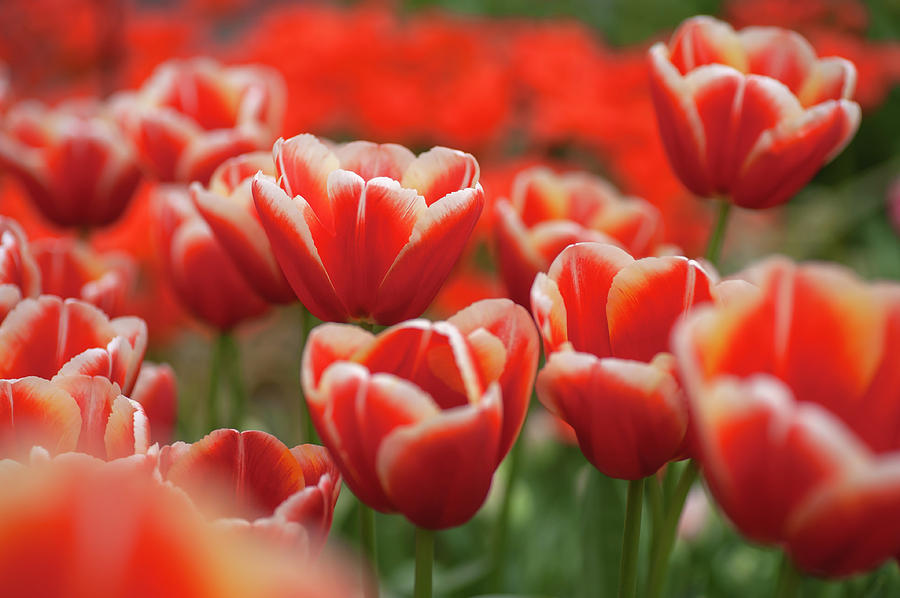 Flower Power. Triumph Tulips Talent Photograph by Jenny Rainbow