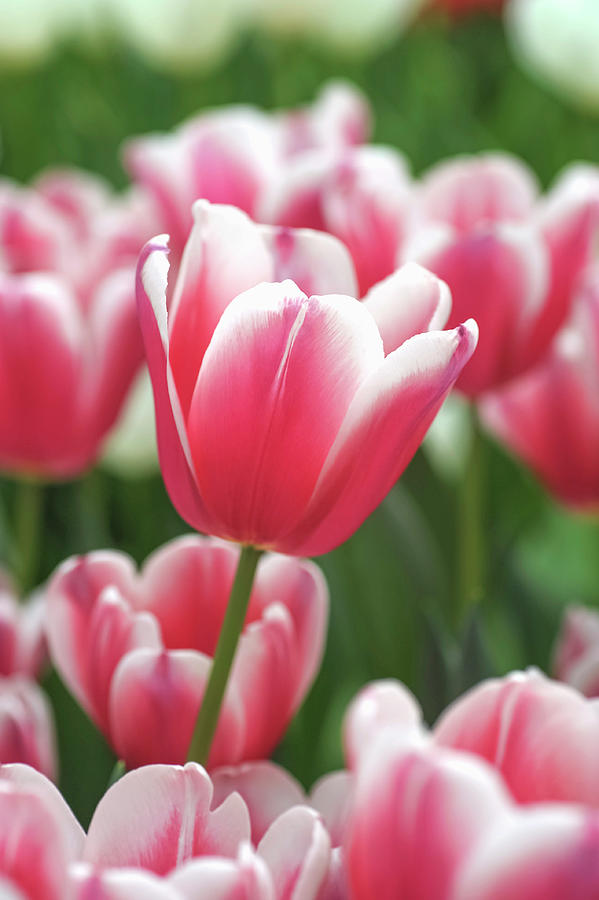 Flower Power. Triumph Tulips Yolly Photograph by Jenny Rainbow