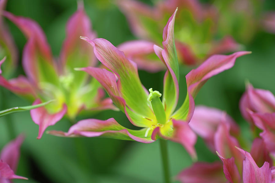 Flower Power. Tulip Love Dance Photograph by Jenny Rainbow