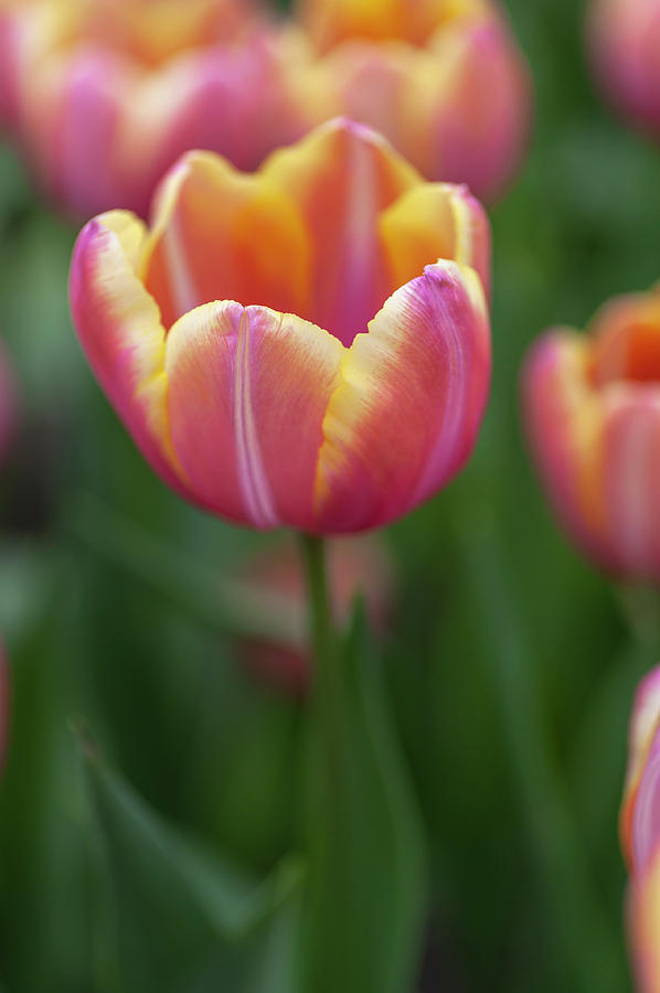 Flower Power. Tulip Yellow Jumbo Beauty Photograph by Jenny Rainbow
