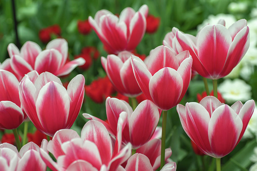 Flower Power. Tulipa Annemarie Photograph by Jenny Rainbow