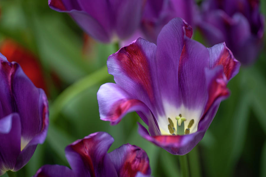 Flower Power. Tulipa Barracuda Photograph by Jenny Rainbow