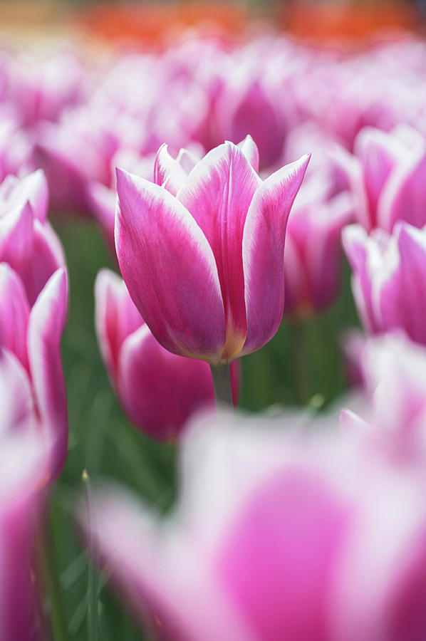 Flower Power. Tulipa Claudia 1 Photograph by Jenny Rainbow