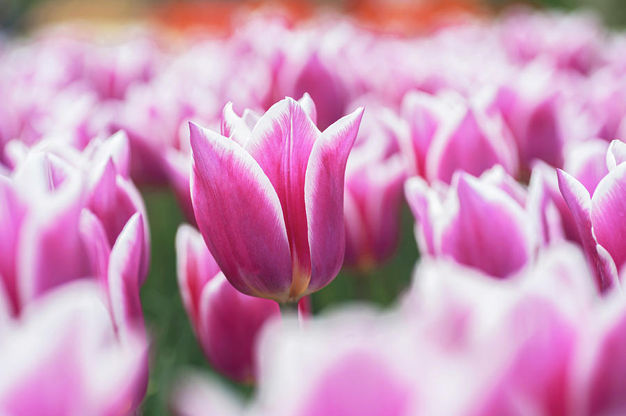 Flower Power. Tulipa Claudia 2 Photograph by Jenny Rainbow
