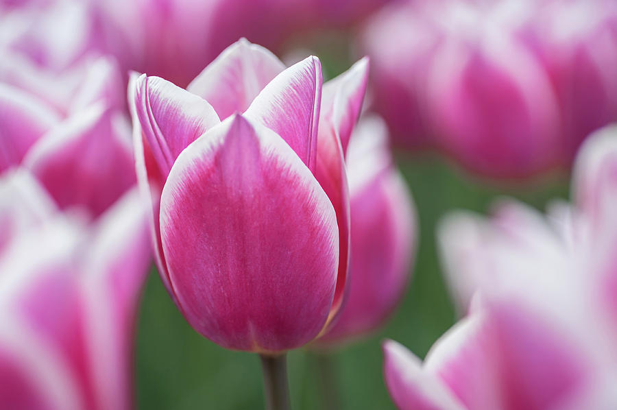 Flower Power. Tulipa Claudia Photograph by Jenny Rainbow