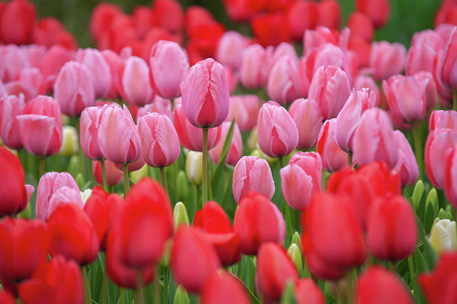 Flower Power. Tulipa Design Impression Photograph by Jenny Rainbow