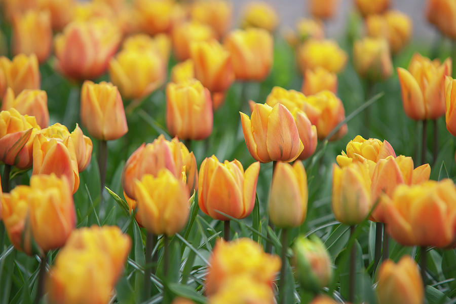Flower Power. Tulipa Freeman Photograph by Jenny Rainbow