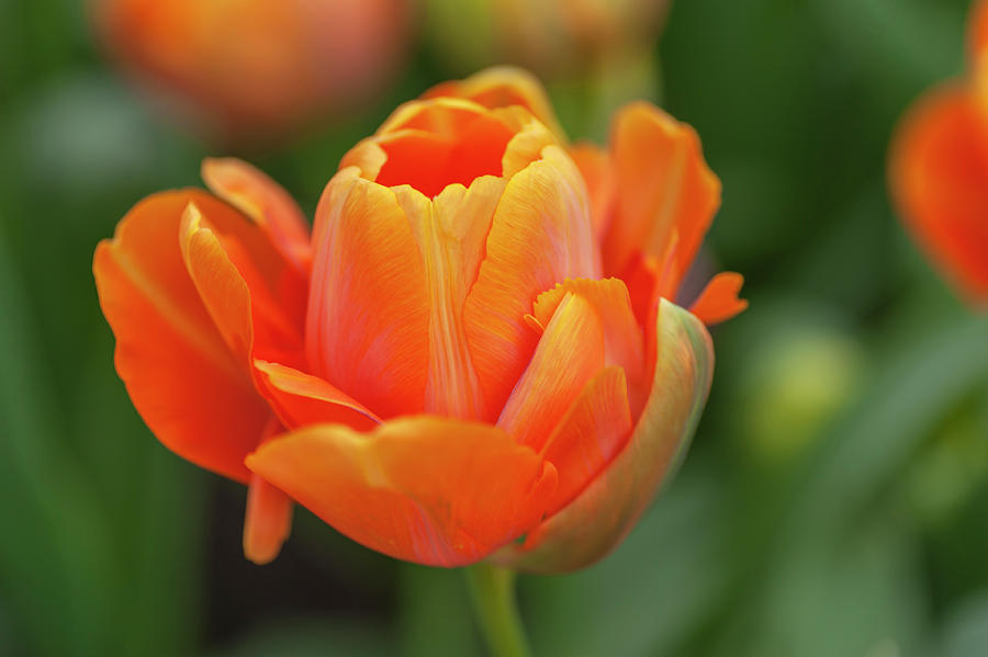 Flower Power. Tulipa Le Lavandou Photograph by Jenny Rainbow