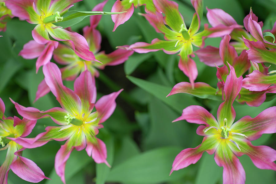 Flower Power. Tulipa Love Dance Photograph by Jenny Rainbow
