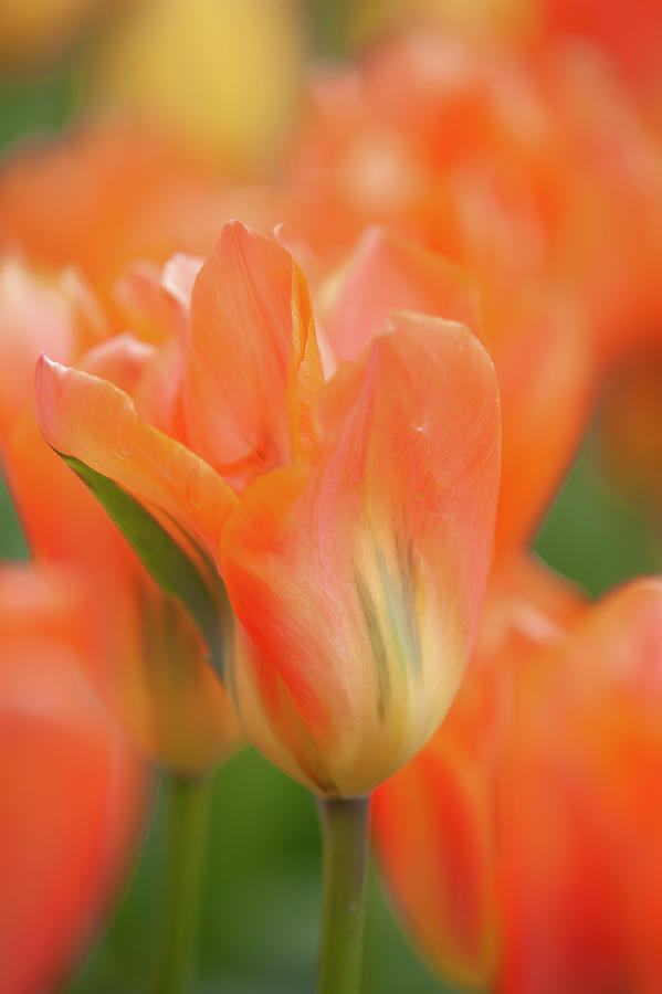 Flower Power. Tulipa Orange Emperor Photograph by Jenny Rainbow