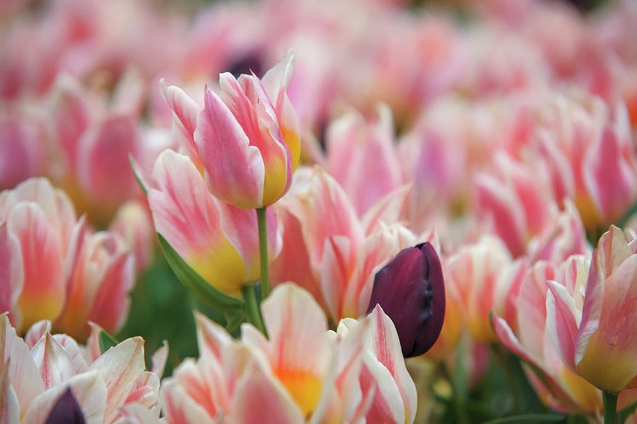 Garden Photograph - Flower Power. Tulipa Quebec by Jenny Rainbow