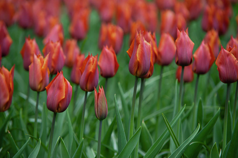 Flower Power. Tulipa Request Photograph by Jenny Rainbow