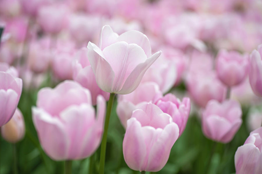 Flower Power. Tulipa Rosalie Photograph by Jenny Rainbow