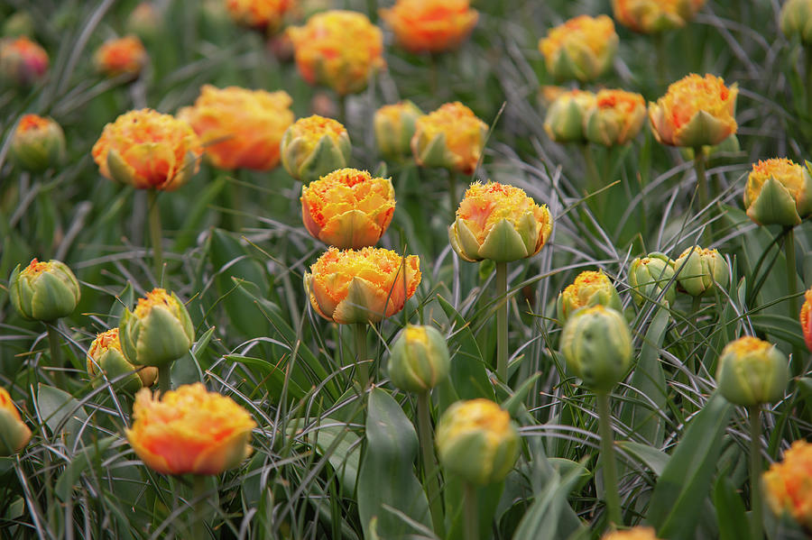 Flower Power.  Tulipa Sensual Touch Photograph by Jenny Rainbow