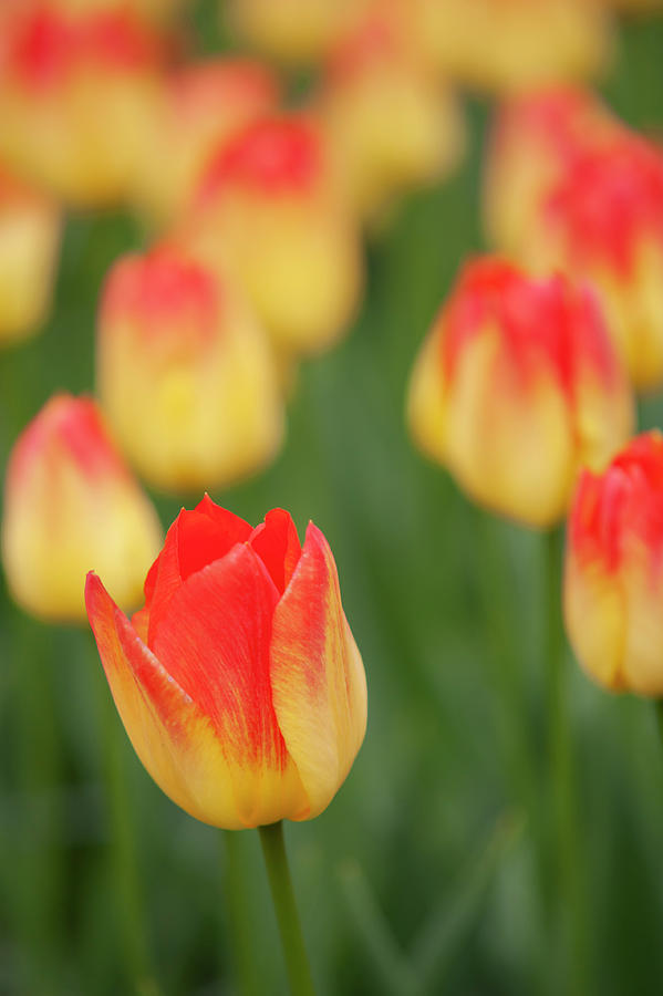 Flower Power. Tulipa Suncatcher Photograph by Jenny Rainbow