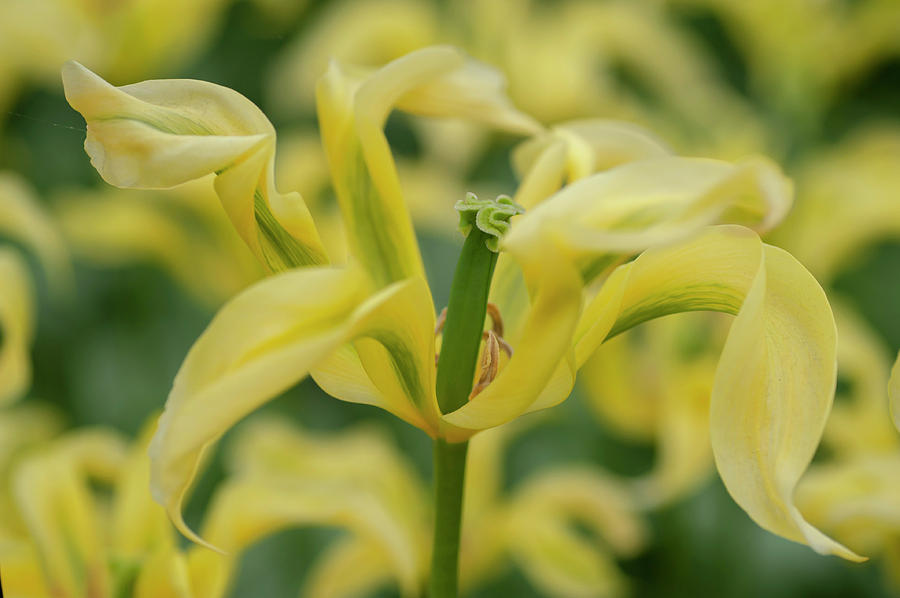 Flower Power. Tulipa Viridiflora TL Photograph by Jenny Rainbow