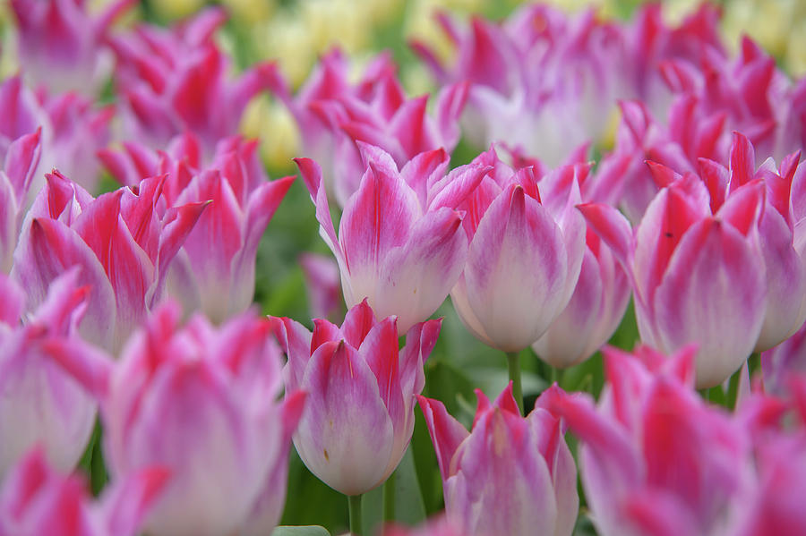 Flower Power. Tulipa Whispering Dream Photograph by Jenny Rainbow