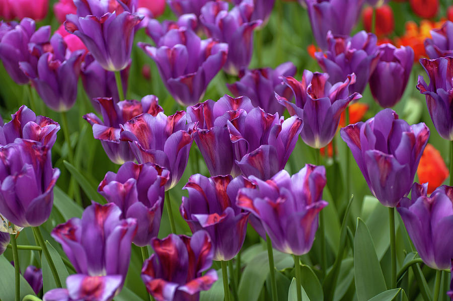 Flower Power. Tulips Barracuda Photograph by Jenny Rainbow