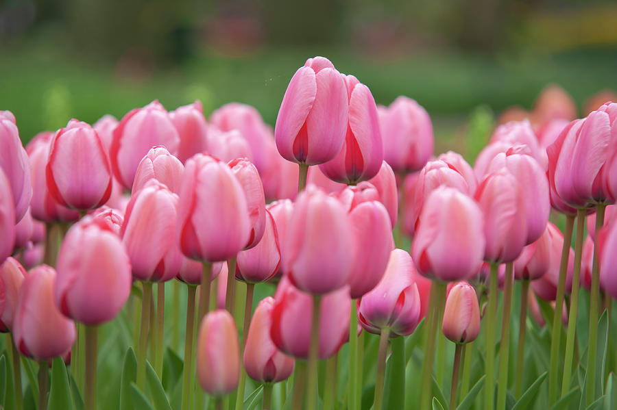 Flower Power. Tulips Design Impression 1 Photograph by Jenny Rainbow
