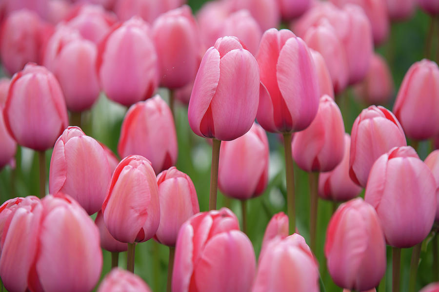 Flower Power. Tulips Design Impression Photograph by Jenny Rainbow